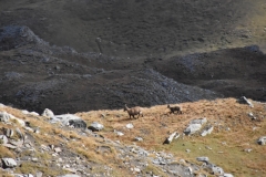 Vallon de la tinée, Camp des fourches, vallon de salso moreno, col de Pouriac, Terres d'émotions, randonnée dans le 06