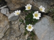 Haut Verdon Parc du Mercantour