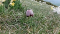 DSCF7086