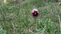 DSCF7087