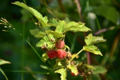 Lacs du Sabion, Terres d'émotions, Randonnée dans le 06. Castérino, Parc du Mercantour