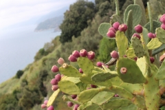 Cinque Terre, Riviera Italienne, Terres d'émotions