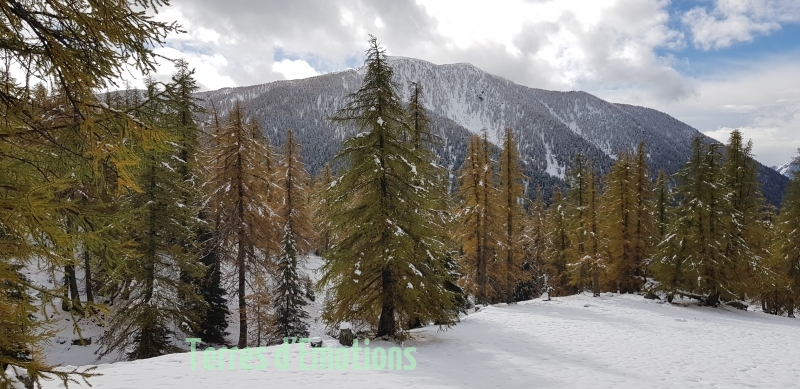 Premières neiges, couleurs d\'automne,  Vallons des Erps, Cerise, Terres d\'émotions, Randonnée dans le 06