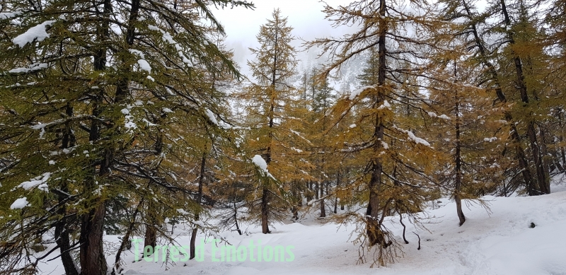 Premières neiges, couleurs d\'automne,  Vallons des Erps, Cerise, Terres d\'émotions, Randonnée dans le 06