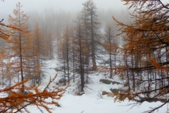 Vallon de la Braisse, Tinée, Terre s d\'émotions, Randonnées dans le 06. Raquettes à neige