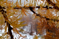 Vallon de la Braisse, Tinée, Terre s d\'émotions, Randonnées dans le 06. Raquettes à neige