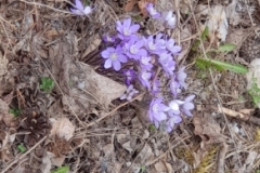 Hameaux de Sauze, Vallée du Var, Terres d'émotions, Randonnée dans le 06