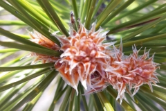 Moustiers Ste Marie, Lac de Sainte Croix, Gorges du Verdon, Terres d'émotions, Randonnées dans le 83.