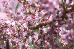 Moustiers Ste Marie, Lac de Sainte Croix, Gorges du Verdon, Terres d'émotions, Randonnées dans le 83.