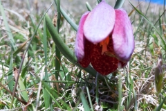 Tête de travers, Vallée du Var, Terres d'émotions, Castellet les Sausses, Col du Fa, Randonnée dans le 06
