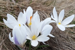 Tête de travers, Vallée du Var, Terres d'émotions, Castellet les Sausses, Col du Fa, Randonnée dans le 06