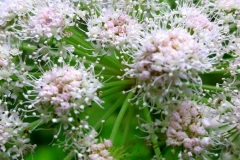 WE fuchière, Vallée de la Lance, WE fuchière, Vallée de la Lance, Haut Verdon, Lacs de Lignin, Gorges St Pierre, Terres d'émotions, Rndonnée dans le 04