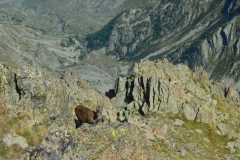 Sommets de la Cougourde, Vésubie, Parc du Mercantour, Terres d'émotions