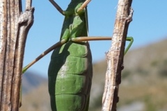 Vallon de caïros, Terres  d'émotions, randonnée dans le 06, Cime de coss, Plateau de la céva