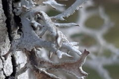 Vallon de caïros, Terres  d'émotions, randonnée dans le 06, Cime de coss, Plateau de la céva