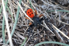 Vallon de caïros, Terres  d'émotions, randonnée dans le 06, Cime de coss, Plateau de la céva