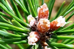 Vallon de caïros, Terres  d'émotions, randonnée dans le 06, Cime de coss, Plateau de la céva
