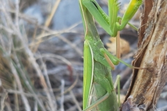 Vallon de caïros, Terres  d'émotions, randonnée dans le 06, Cime de coss, Plateau de la céva