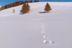 Tête de Garnier, Beuil Les launes, Col de l'espaul, terres d'émotions, randonnée dans le 06, raquettes à neige