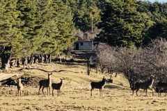 Castellaras de Thorenc, Parc des monts d'azur, Terres d'émotions, Bisons, chevaux, cerfs, randonnée dans le 06
