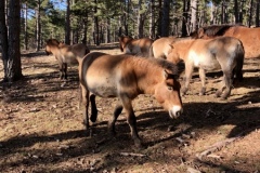 Castellaras de Thorenc, Parc des monts d'azur, Terres d'émotions, Bisons, chevaux, cerfs, randonnée dans le 06