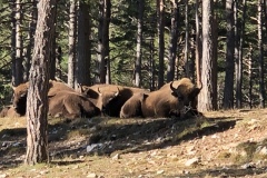 Castellaras de Thorenc, Parc des monts d'azur, Terres d'émotions, Bisons, chevaux, cerfs, randonnée dans le 06