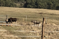 Castellaras de Thorenc, Parc des monts d'azur, Terres d'émotions, Bisons, chevaux, cerfs, randonnée dans le 06