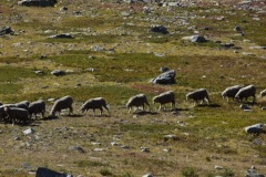 Crête de la Blanche, vallée de la Tinée, Bousieyas, Terres d'émotions, randonnées dans le 06