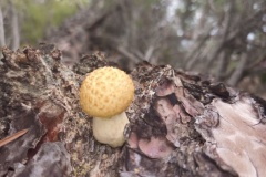 Gorges du Blavet, Bagnols en Forêt, Oppidum, meulières, Randonnée dans le 83, Terres d'émotions