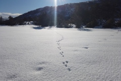 Montagne de Thiey, Terres d'émotions, randonnée dans le 06, Canaux, Neige, Raquettes