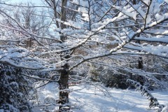 Montagne de Thiey, Terres d'émotions, randonnée dans le 06, Canaux, Neige, Raquettes