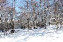 Montagne de Thiey, Terres d'émotions, randonnée dans le 06, Canaux, Neige, Raquettes