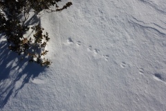 Montagne de Thiey, Terres d'émotions, randonnée dans le 06, Canaux, Neige, Raquettes
