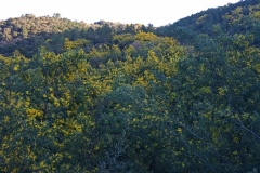 Tanneron, Mimosas, Terres d'émotions, Randonnée dans le 06