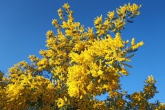 Tanneron, Mimosas, Terres d'émotions, Randonnée dans le 06
