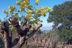 Tanneron, Mimosas, Terres d'émotions, Randonnée dans le 06