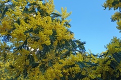 Tanneron, Mimosas, Terres d'émotions, Randonnée dans le 06