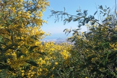 Tanneron, Mimosas, Terres d'émotions, Randonnée dans le 06