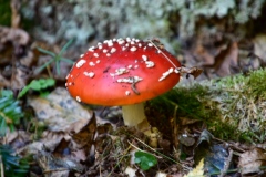 Pointe des 4 cantons, Ilonse, Bairols, Randonnée dans le 06, Terres d'émotions, Brec d'Ilonse