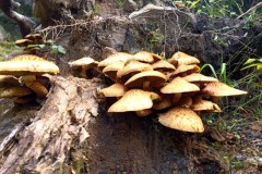 Pointe des 4 cantons, Ilonse, Bairols, Randonnée dans le 06, Terres d'émotions, Brec d'Ilonse