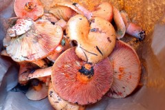 Pointe des 4 cantons, Ilonse, Bairols, Randonnée dans le 06, Terres d'émotions, Brec d'Ilonse