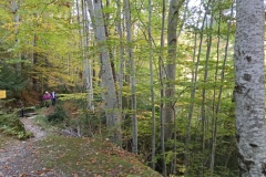 Canal de Braux, Châtaignes, Chabrières, Couleurs d'automne, grés d'Annot, Randonnée dans le 06, Terres d'émotions