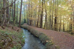 Canal de Braux, Châtaignes, Chabrières, Couleurs d'automne, grés d'Annot, Randonnée dans le 06, Terres d'émotions
