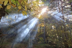 Canal de Braux, Châtaignes, Chabrières, Couleurs d'automne, grés d'Annot, Randonnée dans le 06, Terres d'émotions