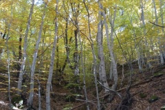 Canal de Braux, Châtaignes, Chabrières, Couleurs d'automne, grés d'Annot, Randonnée dans le 06, Terres d'émotions