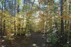 Canal de Braux, Châtaignes, Chabrières, Couleurs d'automne, grés d'Annot, Randonnée dans le 06, Terres d'émotions