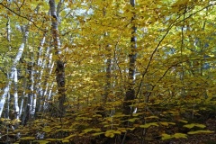 Canal de Braux, Châtaignes, Chabrières, Couleurs d'automne, grés d'Annot, Randonnée dans le 06, Terres d'émotions