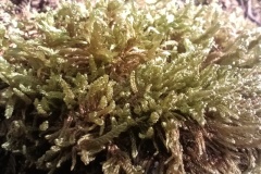 Canal de Braux, Châtaignes, Chabrières, Couleurs d'automne, grés d'Annot, Randonnée dans le 06, Terres d'émotions