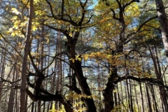 Canal de Braux, Châtaignes, Chabrières, Couleurs d'automne, grés d'Annot, Randonnée dans le 06, Terres d'émotions