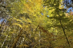 Canal de Braux, Châtaignes, Chabrières, Couleurs d'automne, grés d'Annot, Randonnée dans le 06, Terres d'émotions